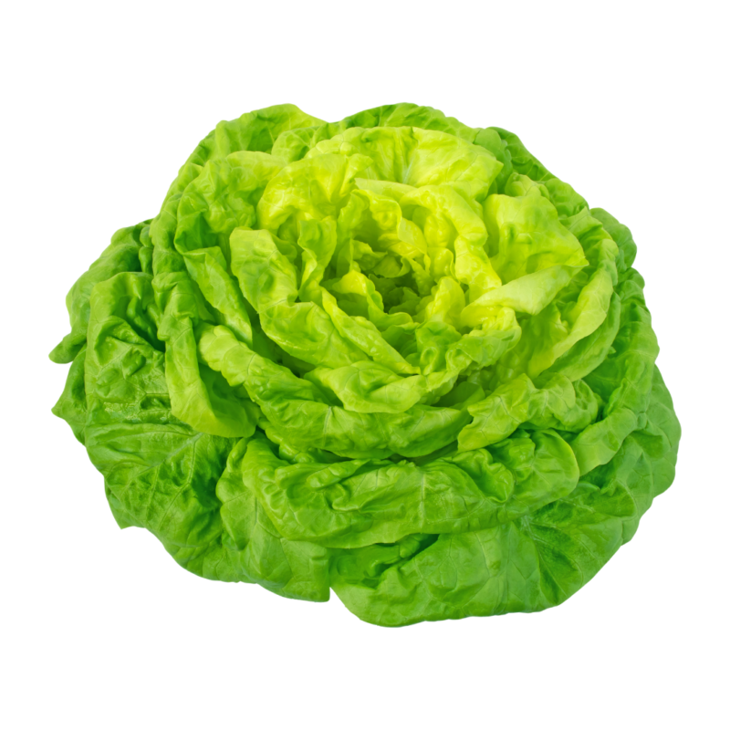 Butterhead Lettuce (One Head)