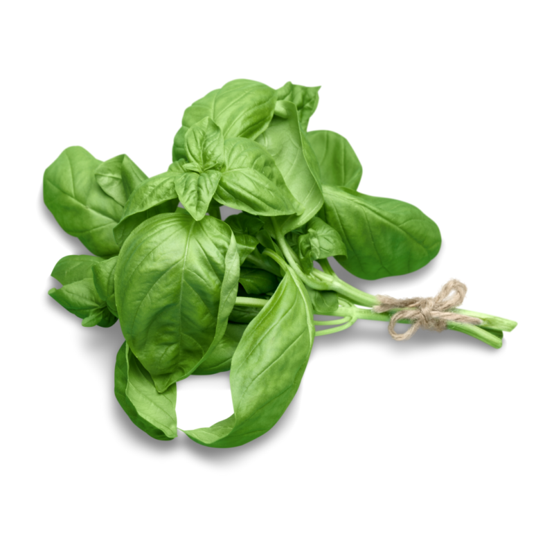 Italian Basil (Per 50gms)