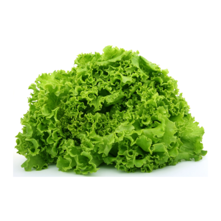 lollo Rosso Lettuce Green