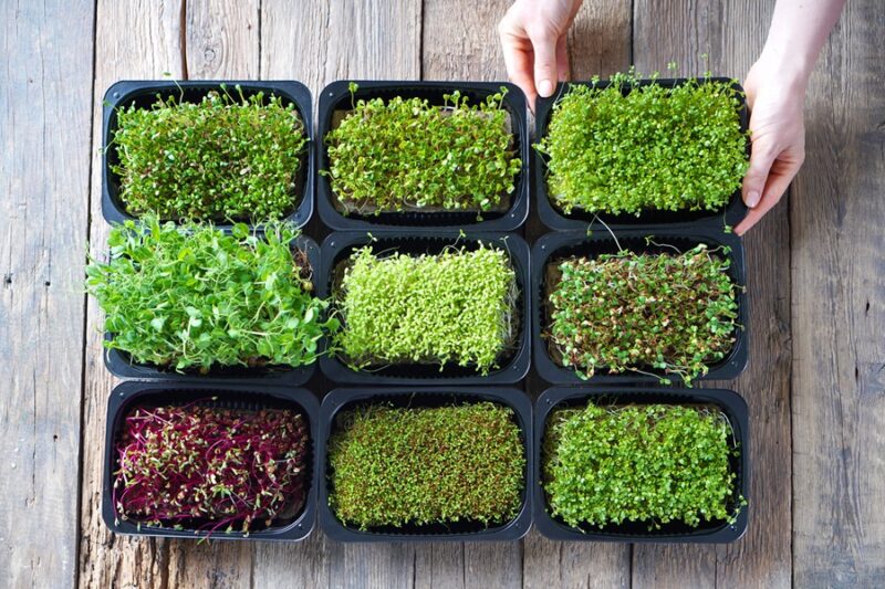 Microgreens