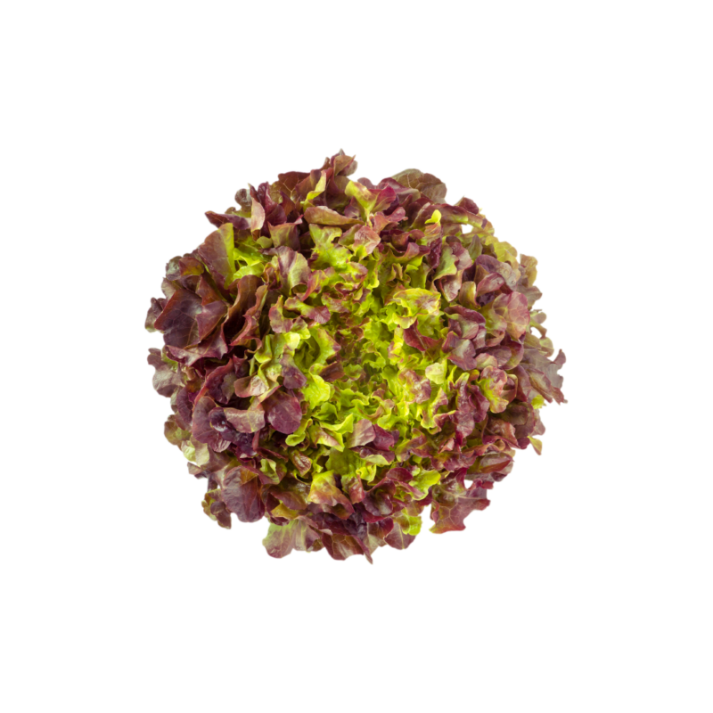 Oak Leaf Lettuce (Red ) One Head